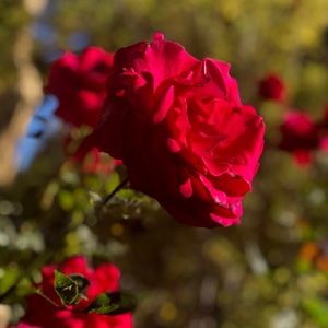 Meet your Posher, Alberto